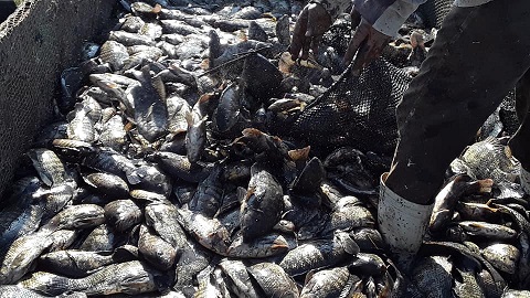 Le poisson tilapia interdit d’importation