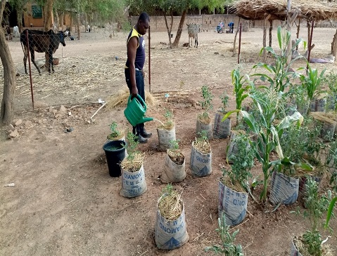 Agriculture : La culture hors-sol, un espoir pour nourrir les Burkinabè !
