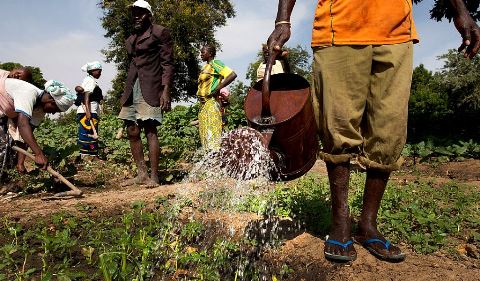Capitalisation de la nouvelle Banque Agricole du Faso : Comme un champ de la mal gouvernance