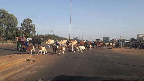 Divagation d’animaux à Ouagadougou : Les éclaircissements de l’assistant de police, Armand Somé
