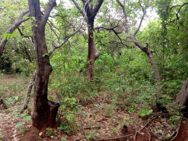 Déclassement de la forêt classée de Kua : « La forêt prévient les maladies et soigne aussi les malades » (Ganaba Souleymane, maître de recherche  Biologie et écologie végétales)