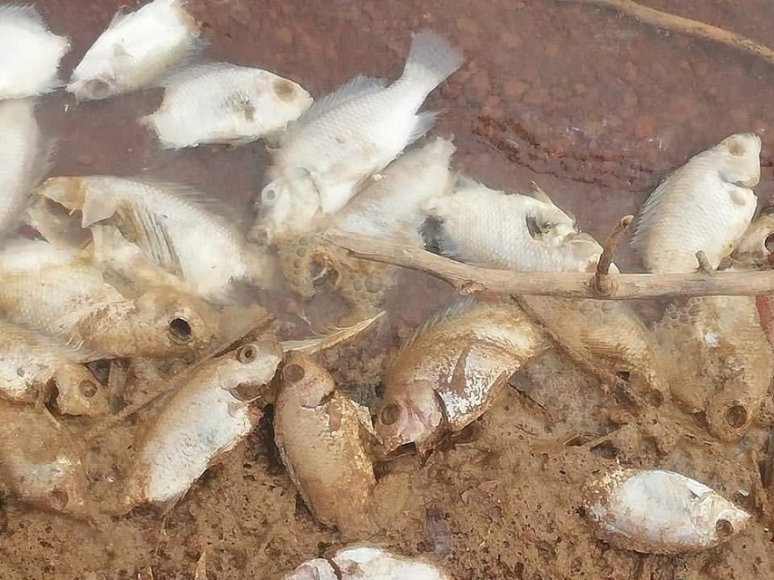 Barrage de Guitti : Mortalité élevée de poissons