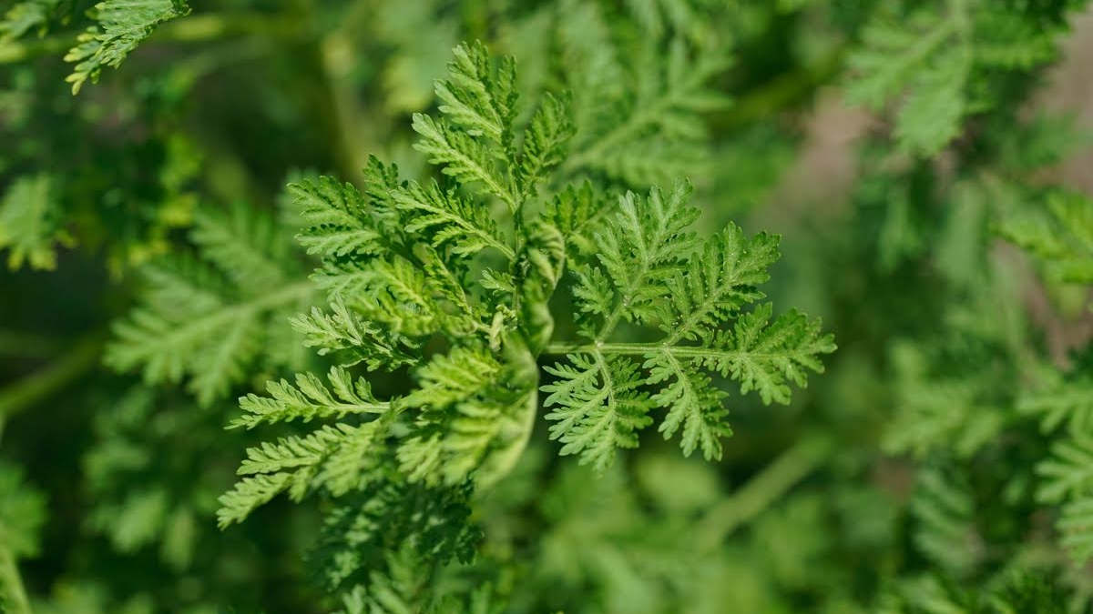 L’infox du jour : Non, l’OMS ne reconnaît pas l’Artemisia comme remède contre le Covid-19
