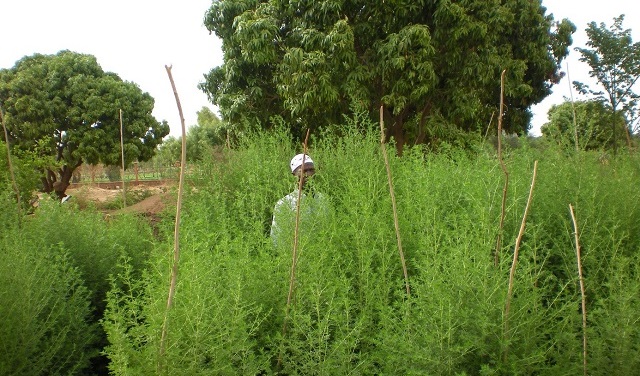Santé : L’Artemisia, la plante miracle pour vaincre de nombreuses maladies !