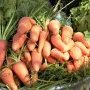 De la carotte produite par le groupement de Djomga