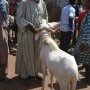 Maïga Boukary et son mouton de 150 000 F CFA