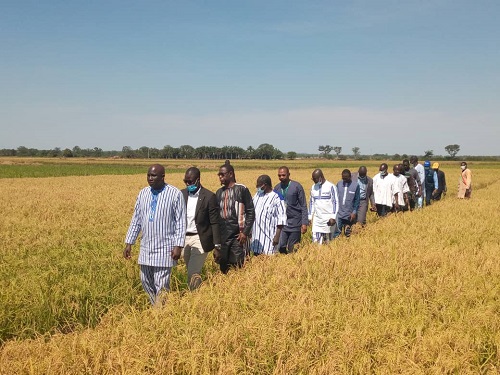 Campagne agricole de saison sèche au Burkina : Plus de 130 000 tonnes de céréales sont attendues d’ici à 2021