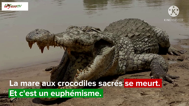 Burkina : Il faut agir (vite) pour la mare aux crocodiles sacrés de Bazoulé (VIDÉO)