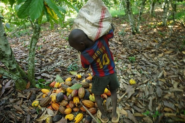 Côte d’Ivoire : La difficile lutte contre le travail des enfants dans les champs de cacao
