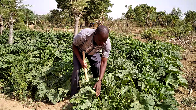 Transformation agricole au Burkina Faso : L’agroécologie, un remède aux changements climatiques 