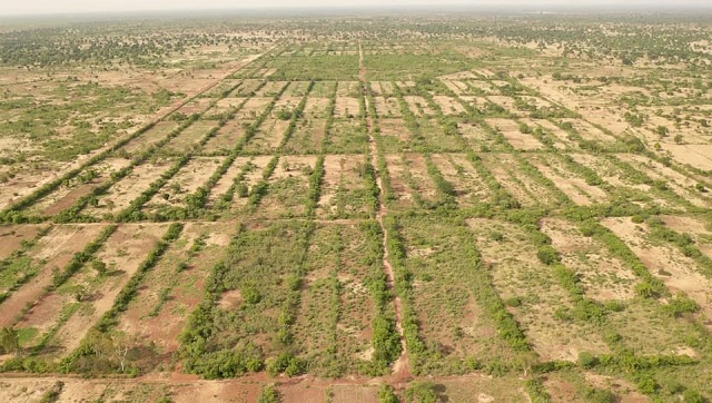 Lutte contre la désertification et la dégradation des terres :  Le périmètre bocager de Guiè, une approche aux résultats extraordinaires !    
