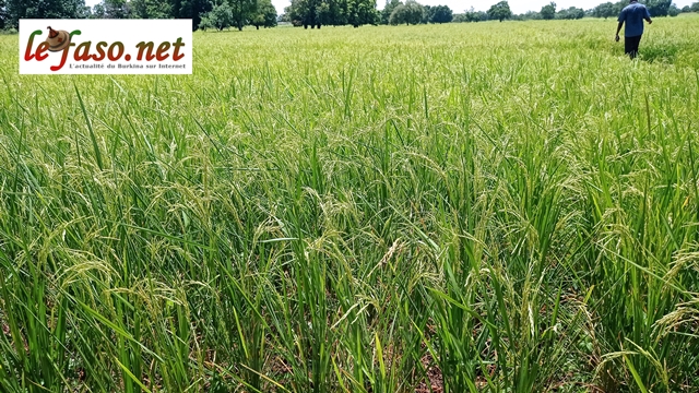 Initiative présidentielle « produire un million de tonnes de riz » : La région du Centre-Ouest sur une bonne dynamique