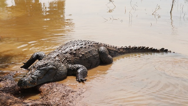 Burkina Faso : La mare aux crocodiles sacrés attend encore de l’aide