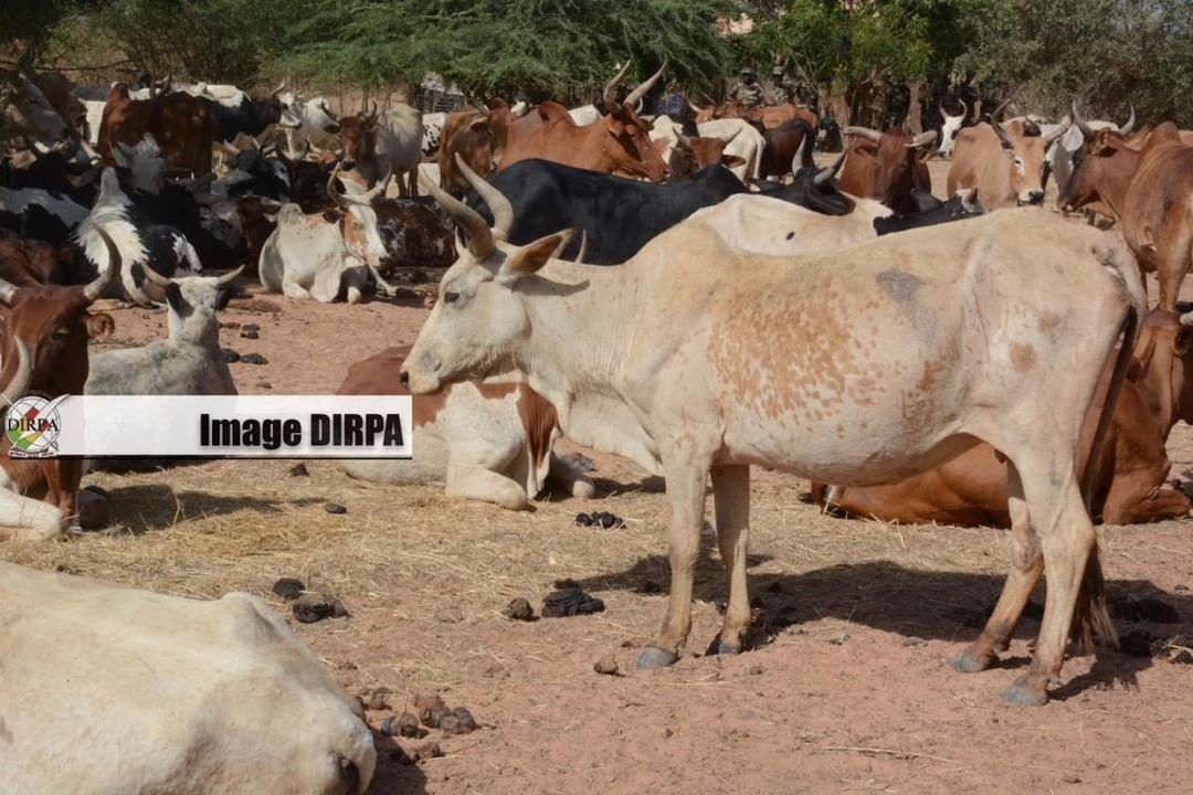Mali : L’armée restitue plus de 500 bœufs récupérés des mains de terroristes 