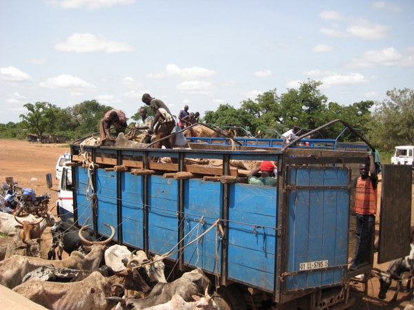 Burkina Faso : Le transport de bétail et de vivres est suspendu dans le Nanyala 
