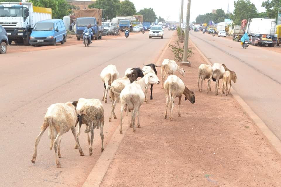 Divagation des animaux dans la ville de Ouagadougou : Environ 600 animaux mis en fourrière dans le premier trimestre de l’année 2023