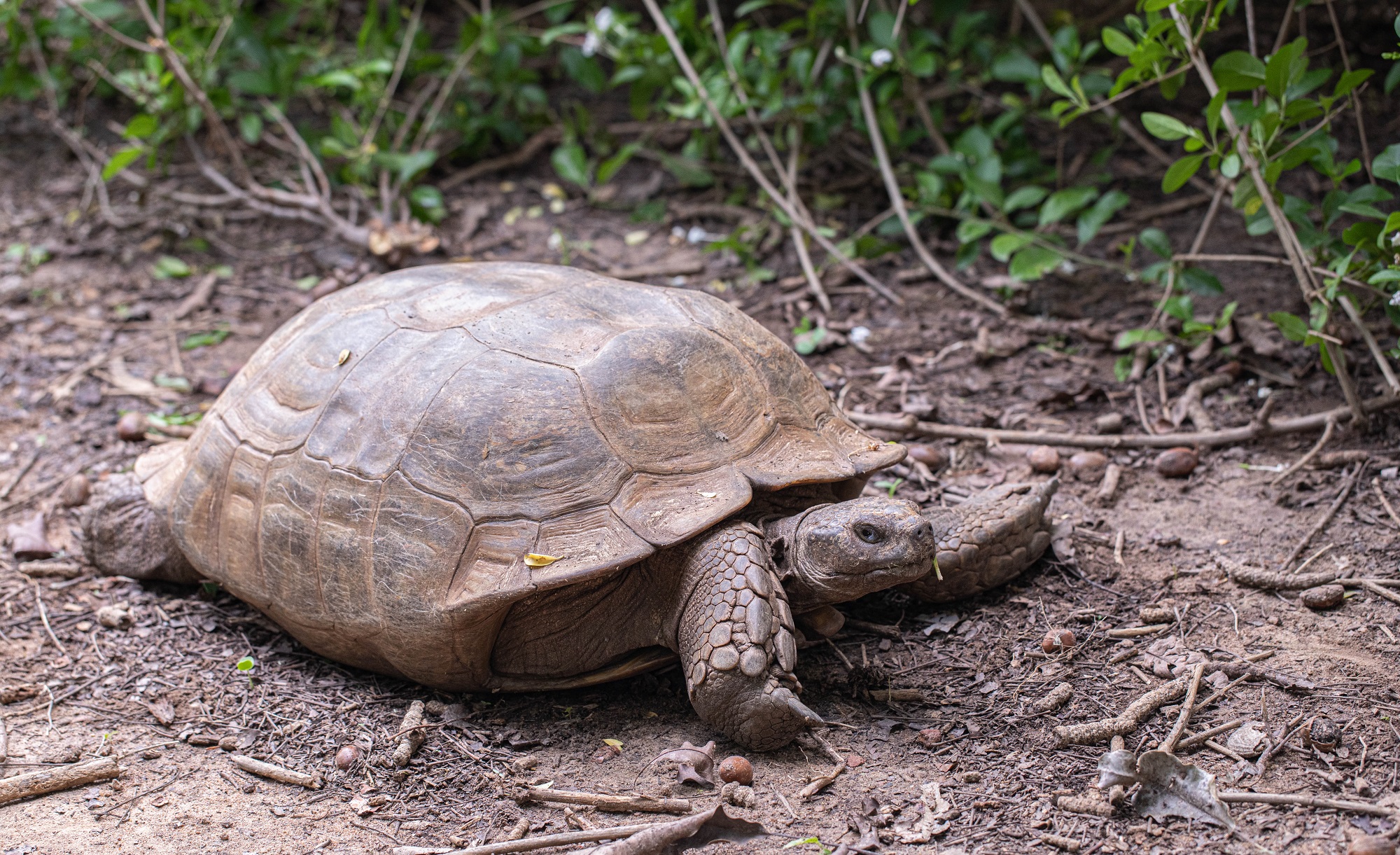 Burkina/Tourisme : À la découverte des tortues sulcata de Bazoulé