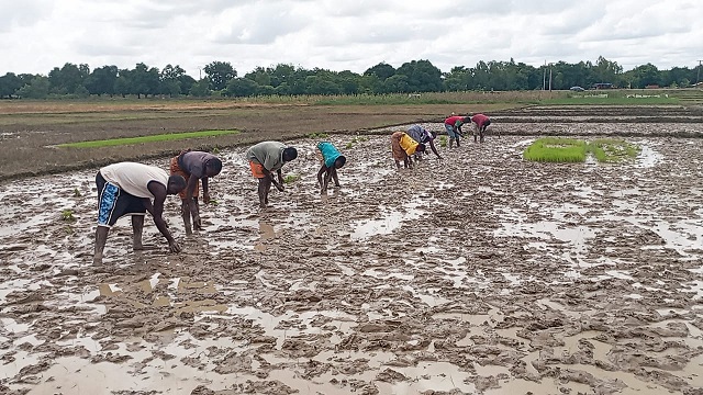 Burkina/Production de riz : « Nous pouvons atteindre l’autosuffisance alimentaire », David Thomas Zongo 