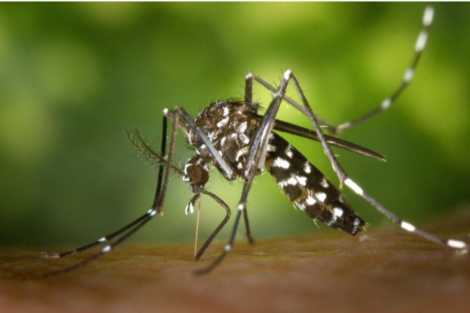 Cas élevés de la dengue à Bobo-Dioulasso : Attention à l’hygiène du milieu et à l’automédication