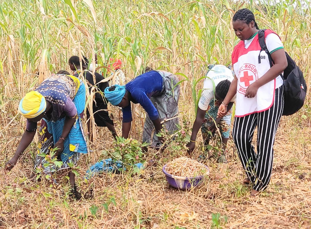 Appui aux personnes vulnérables : La Croix-Rouge visite les champs des bénéficiaires des semences améliorées à Kaya