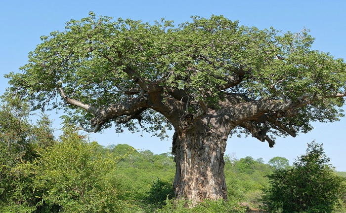 La contribution du baobab à l’amélioration des conditions de vie des populations de Djikologo
