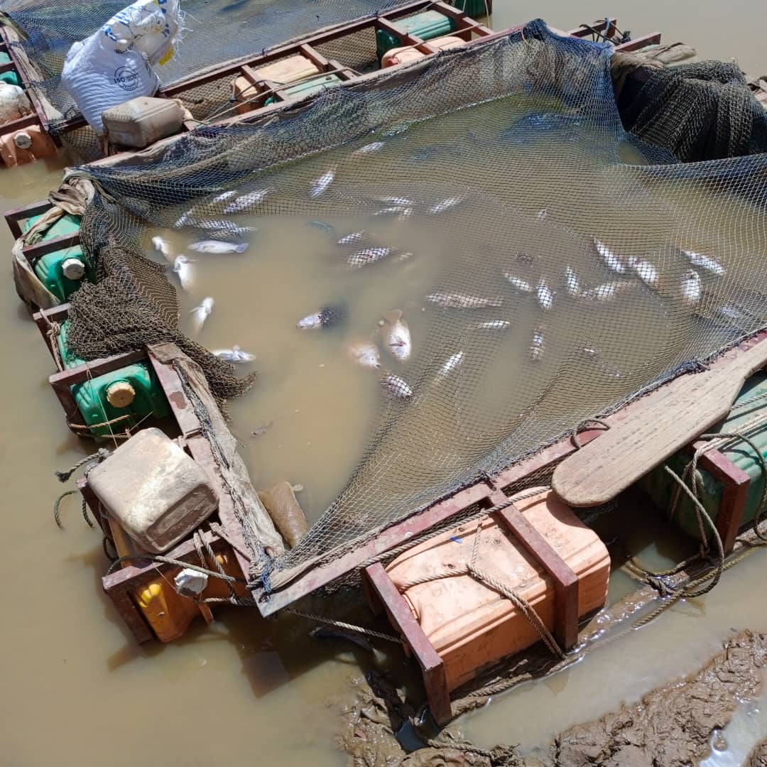 Burkina /Centre-Nord : Alerte sur la mortalité anormale des poissons du barrage de Korsimoro