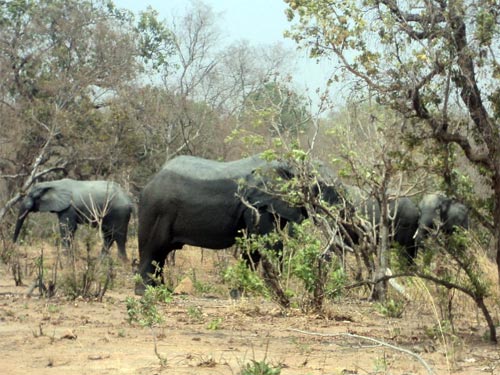 Conflit Hommes-animaux sauvages : De la graisse et du piment pour refouler les éléphants