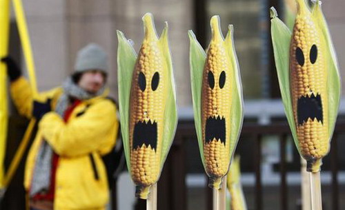 OGM : une étude relance la polémique