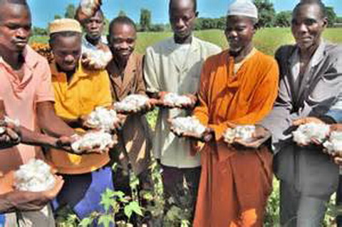 BIOTECHNOLOGIES : Après le coton, Monsanto cherche à multiplier les OGM en Afrique de l’Ouest