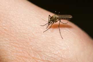 Paludisme : Toujours aussi alarmant !