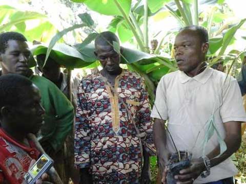Bobo-Dioulasso : Près de 1000 plants de bambou pour protéger les berges du Kou