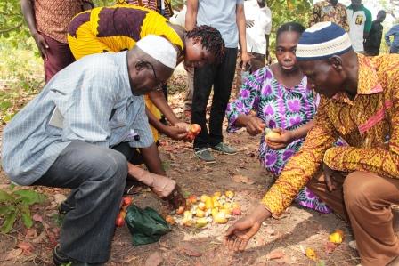 Noix de cajou : Des producteurs de Bobo-Dioulasso  formés sur les bonnes pratiques 