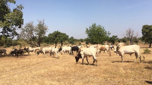 Pastoralisme au Burkina : Parent pauvre des plans locaux de développement 