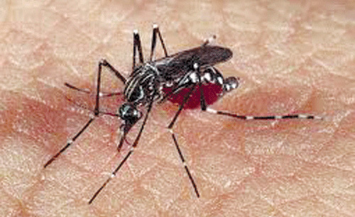  Santé : Il n’y a pas d’épidémie de dengue, rassurent les services de santé 