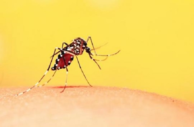Santé : Le ministère dément des rumeurs faisant état de grosse épidémie de dengue à  Ouagadougou et dans certaines régions du Burkina Faso