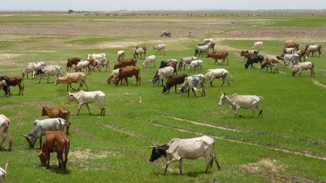 Pastoralisme au Sahel : Un système performant confronté à de multiples défis