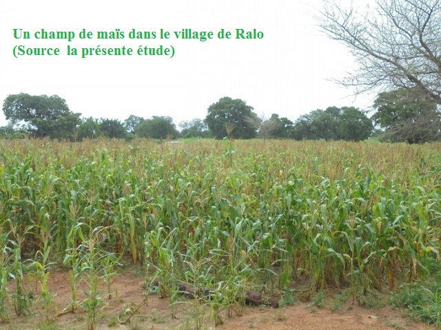 Communication dans la promotion des bonnes pratiques culturales et agronomique du maïs au Burkina Faso : cas des producteurs de la province du Boulkiemdé