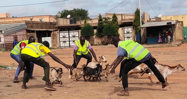 Divagation des animaux dans la ville de Ouagadougou : L’opération va se poursuivre de façon inopinée dans les autres arrondissements