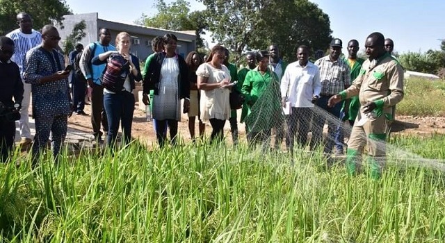 Filière semence au Burkina : Quatre variétés de riz local produites et mises à la disposition des petits producteurs 