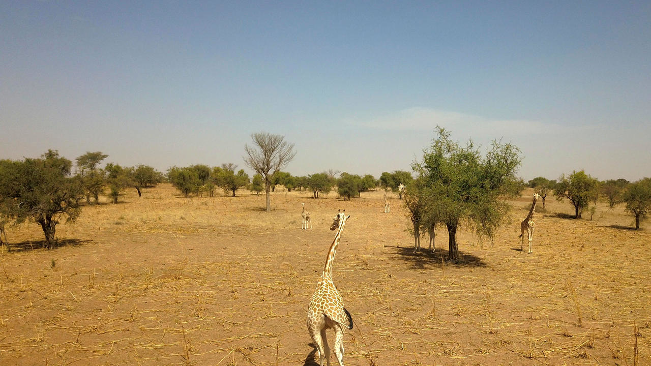 Attaque du Parc de Kouré au Niger : 