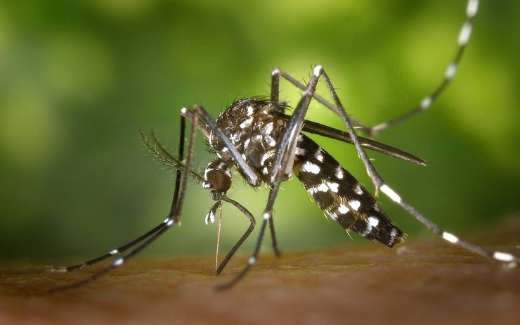 Saison pluvieuse : Attention, la dengue et le paludisme moissonnent toujours !