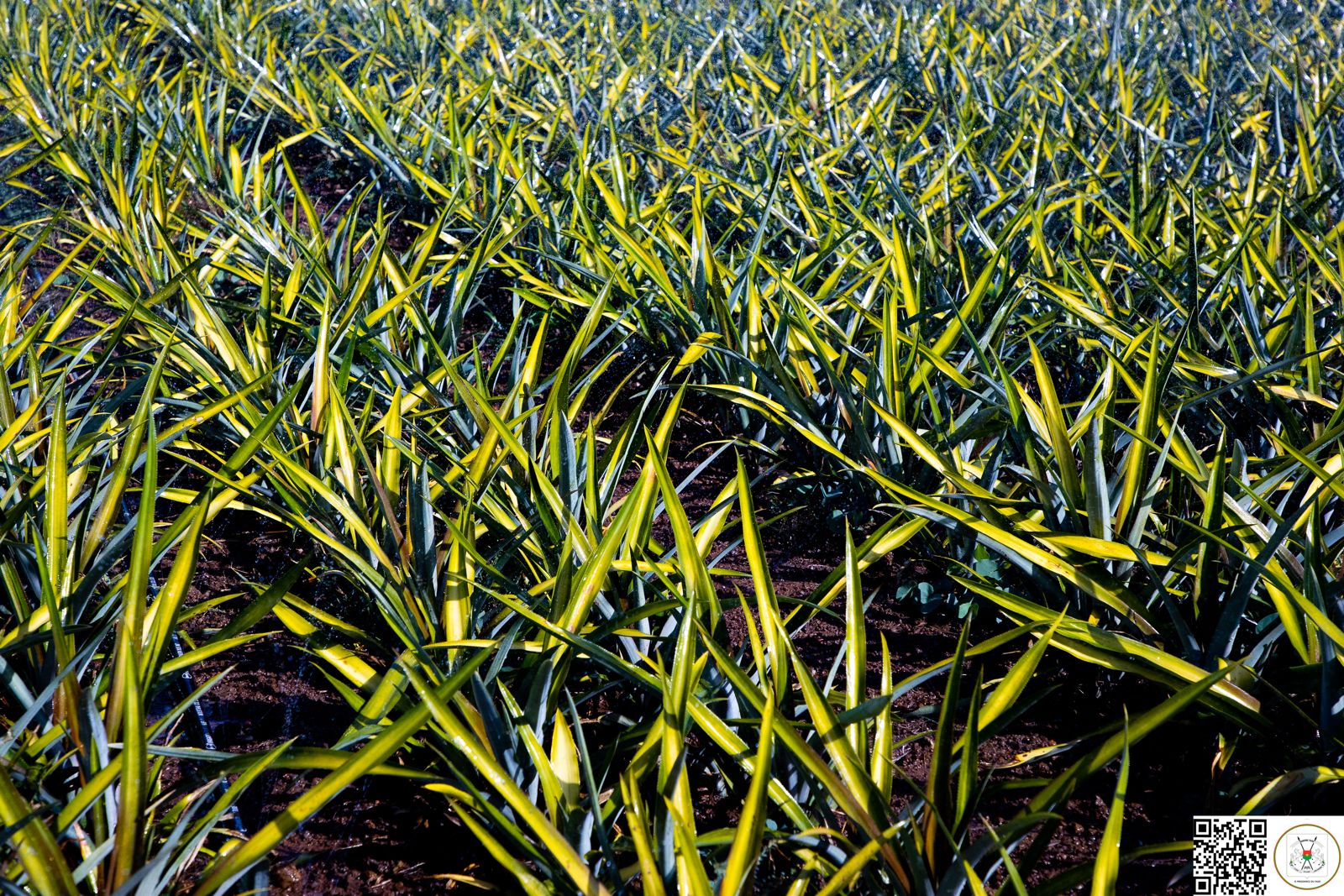 Offensive Agricole Le Chef De L tat Visite Un Champ D ananas Offensive Agricole Le Chef De L tat Visite Un Champ D ananas