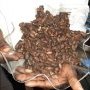 La fève de Cacao