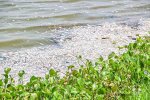 Asphyxie massive de poissons au barrage n°3 de Ouagadougou : La faute à un déséquilibre de l'eau, selon le ministère en charge des Ressources halieutiques
