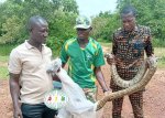 Gourcy : Un python de près de cinq mètres découvert dans une concession
