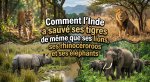 Comment l'Inde a sauvé ses tigres de même que ses lions, ses rhinocéros et ses éléphants