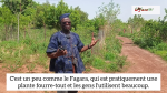 Biodiversité : À la découverte de certaines plantes médicinales avec Kévin Ouédraogo