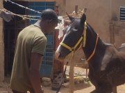 Burkina/ Filière équine : Mady Nikièma, le jeune promoteur de l’Ecurie Alpha qui n’imagine pas sa vie sans ses chevaux 