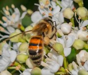 La biodiversité des insectes, socle invisible de nos agrosystèmes et de notre sécurité alimentaire