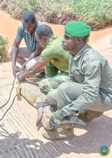 Ouagadougou : Un crocodile du Nil capturé et réinséré par les Eaux et Forêts